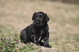 BRIARD 209